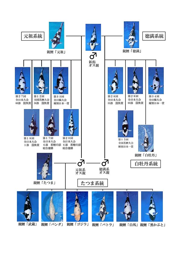 面迫養鯉場 血統図