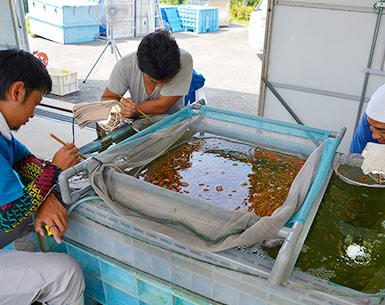 面迫養鯉場の作業風景